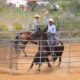 TEAM PENNING SICILIA