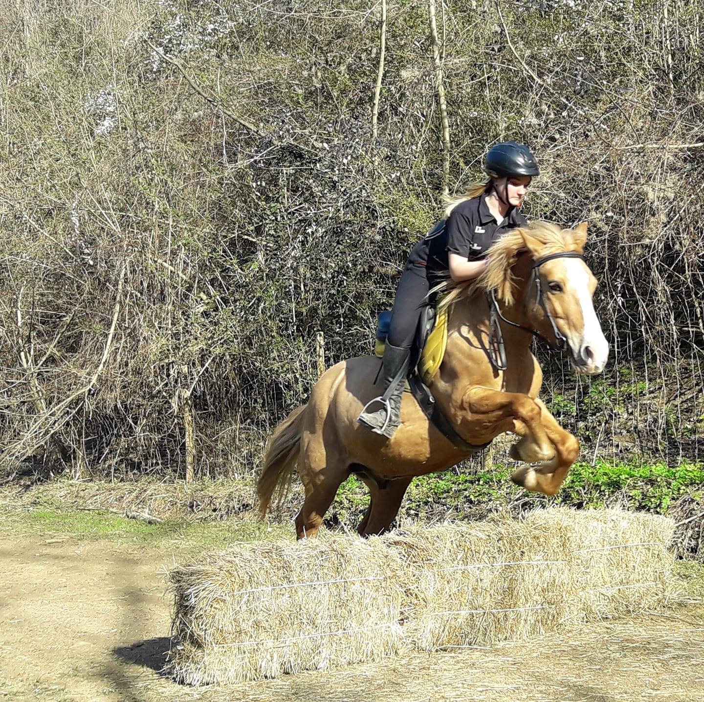 ARCADIA ASD